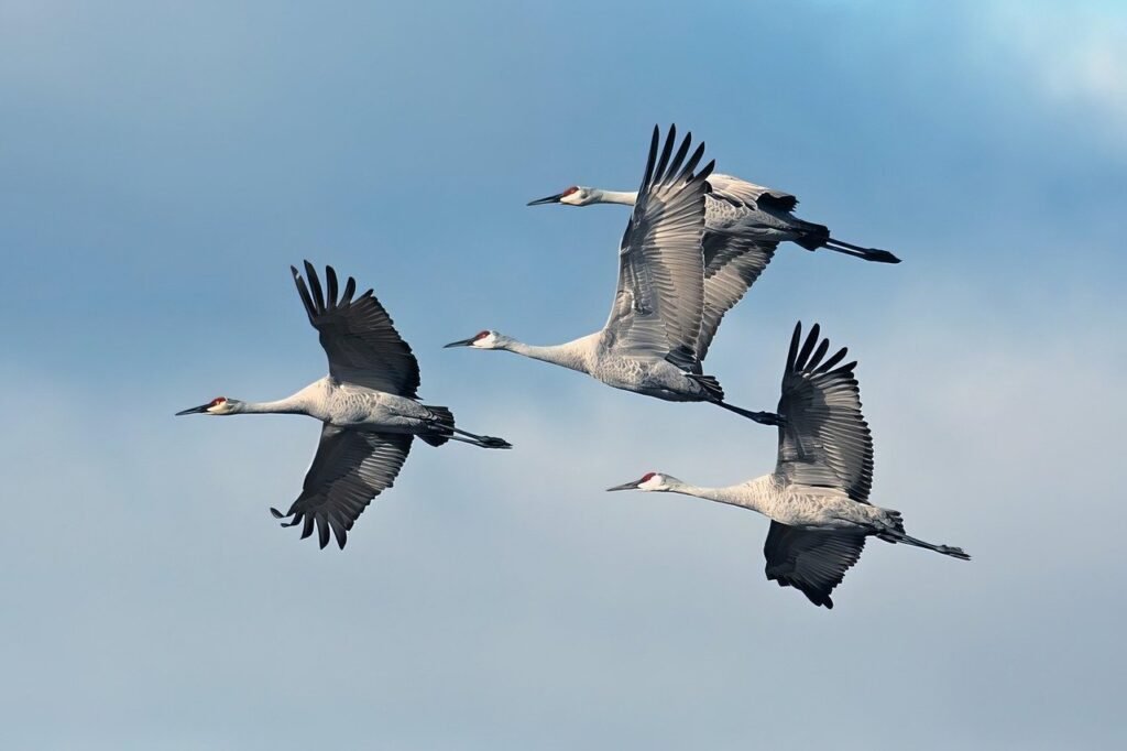 flying, birds, group, evening, sky, nature, wildlife, wings, fluttering